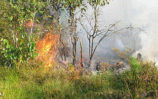 Strażacy walczą z pożarem Torfowiska Karaska